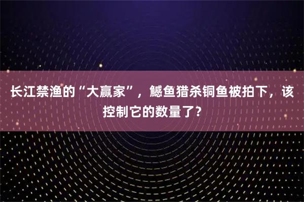长江禁渔的“大赢家”，鱤鱼猎杀铜鱼被拍下，该控制它的数量了？